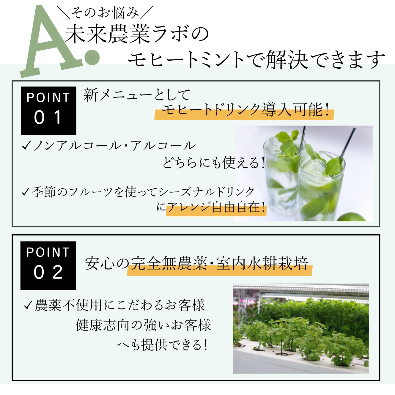 【モヒートミント】200g◆完全無農薬国産高品質モヒート専用モヒートイエルバブエナミント生ミント無農薬ミントハーブハーブティ食用プレゼント観葉植物栽培料理送料無料ミントティーミントティカクテルフレッシュハーブ水耕栽培