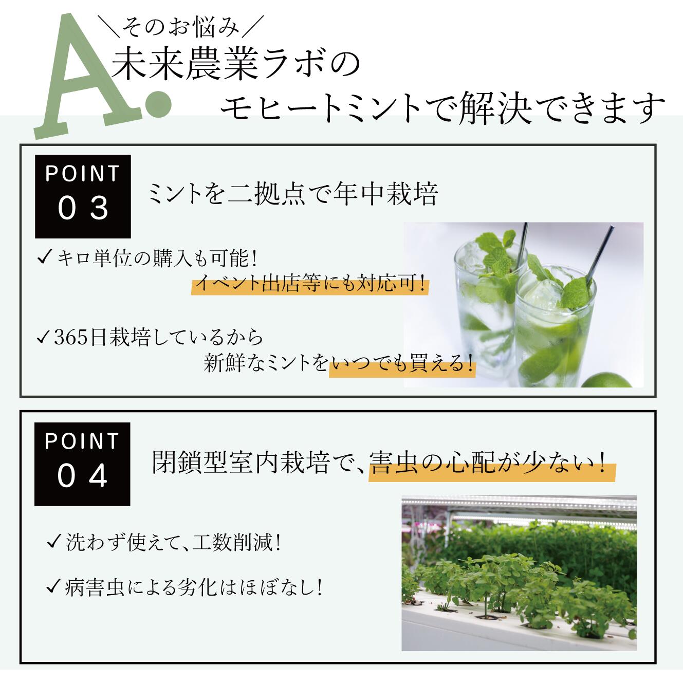 【モヒートミント】200g◆完全無農薬国産高品質モヒート専用モヒートイエルバブエナミント生ミント無農薬ミントハーブハーブティ食用プレゼント観葉植物栽培料理送料無料ミントティーミントティカクテルフレッシュハーブ水耕栽培