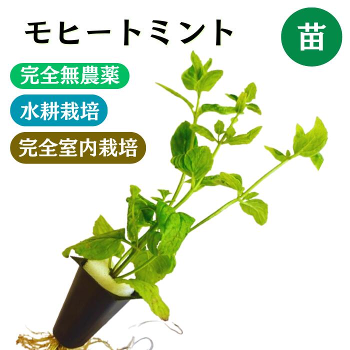 ハーブ苗　水耕栽培　苗　モヒートミント 2−16ポット　イエルバブエナ