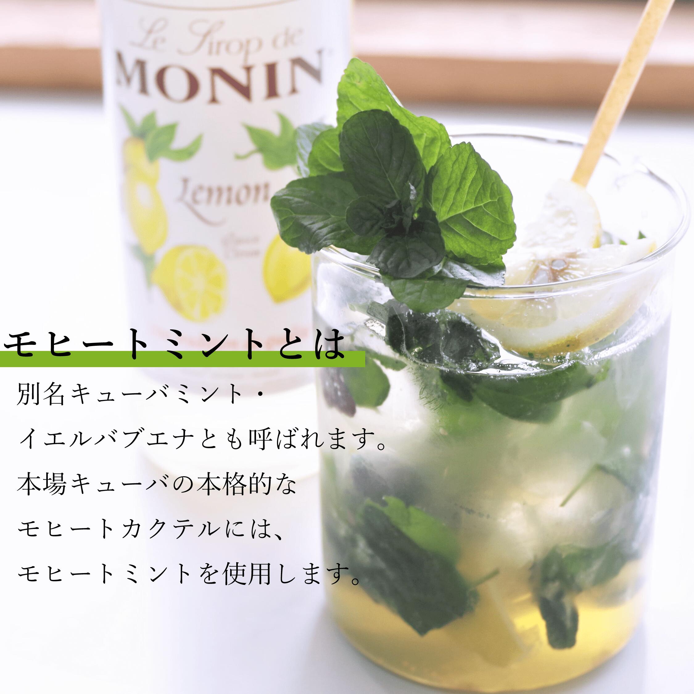 モヒートミント(イエルバブエナ)50g食用水耕栽培無農薬ハーブティ料理モヒート専用mojito