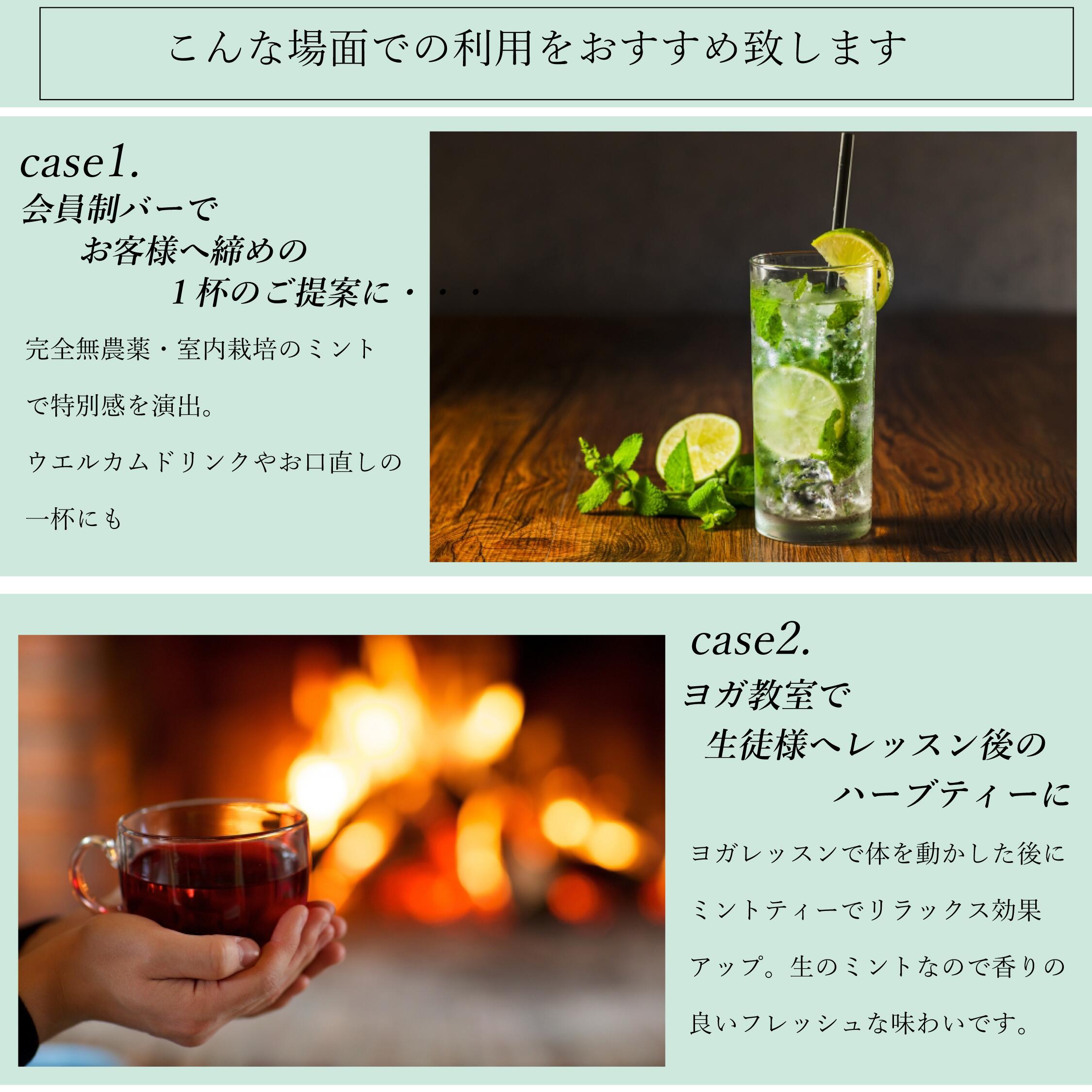 【モヒートミント】200g◆完全無農薬国産モヒート専用モヒートイエルバブエナミント生ミント無農薬ミントハーブハーブティ食用プレゼント観葉植物栽培料理送料無料ミントティーミントティカクテルフレッシュハーブ水耕栽培