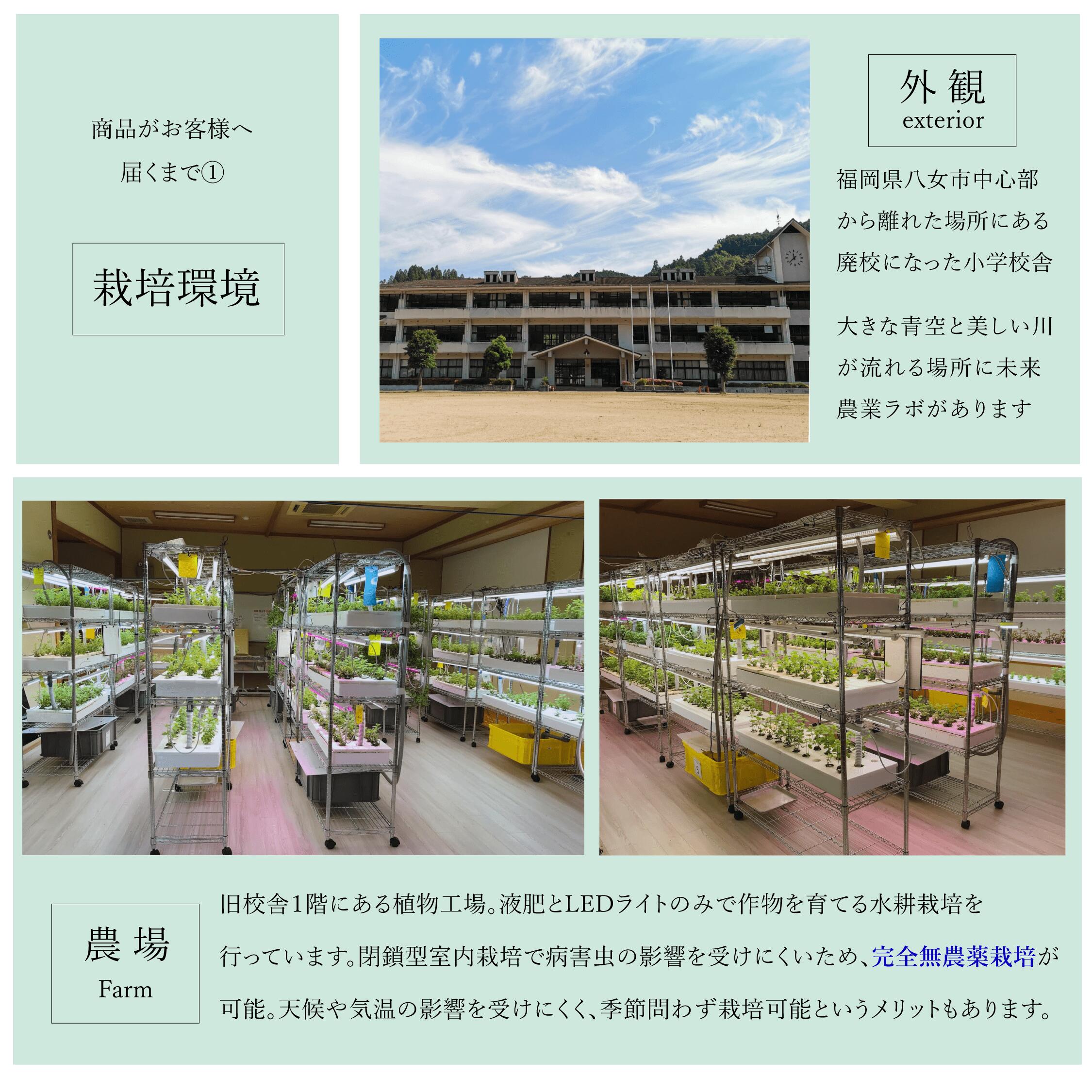 【モヒートミント】200g◆完全無農薬国産モヒート専用モヒートイエルバブエナミント生ミント無農薬ミントハーブハーブティ食用プレゼント観葉植物栽培料理送料無料ミントティーミントティカクテルフレッシュハーブ水耕栽培