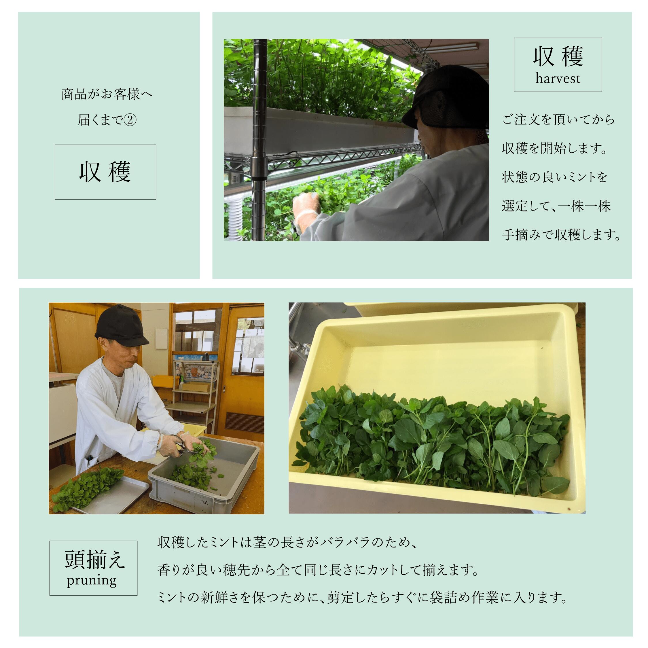 【モヒートミント】200g◆完全無農薬国産モヒート専用モヒートイエルバブエナミント生ミント無農薬ミントハーブハーブティ食用プレゼント観葉植物栽培料理送料無料ミントティーミントティカクテルフレッシュハーブ水耕栽培