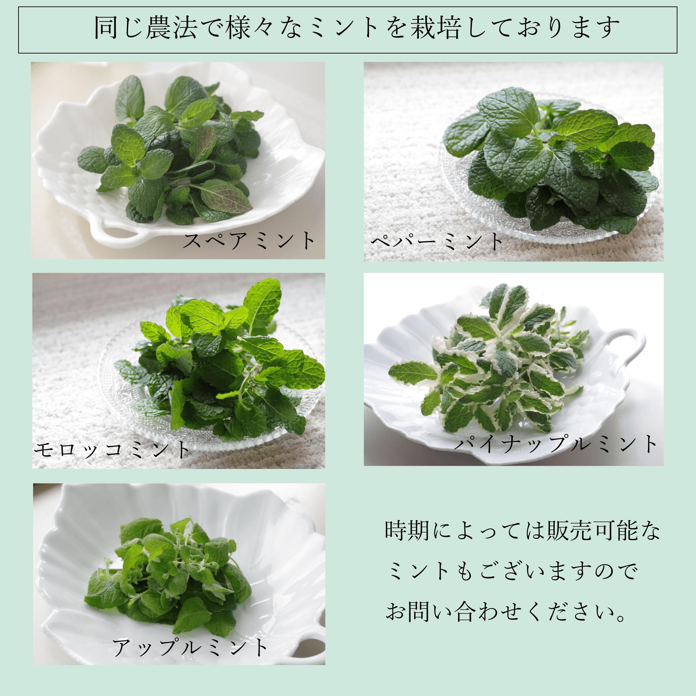 【モヒートミント】200g◆完全無農薬国産モヒート専用モヒートイエルバブエナミント生ミント無農薬ミントハーブハーブティ食用プレゼント観葉植物栽培料理送料無料ミントティーミントティカクテルフレッシュハーブ水耕栽培