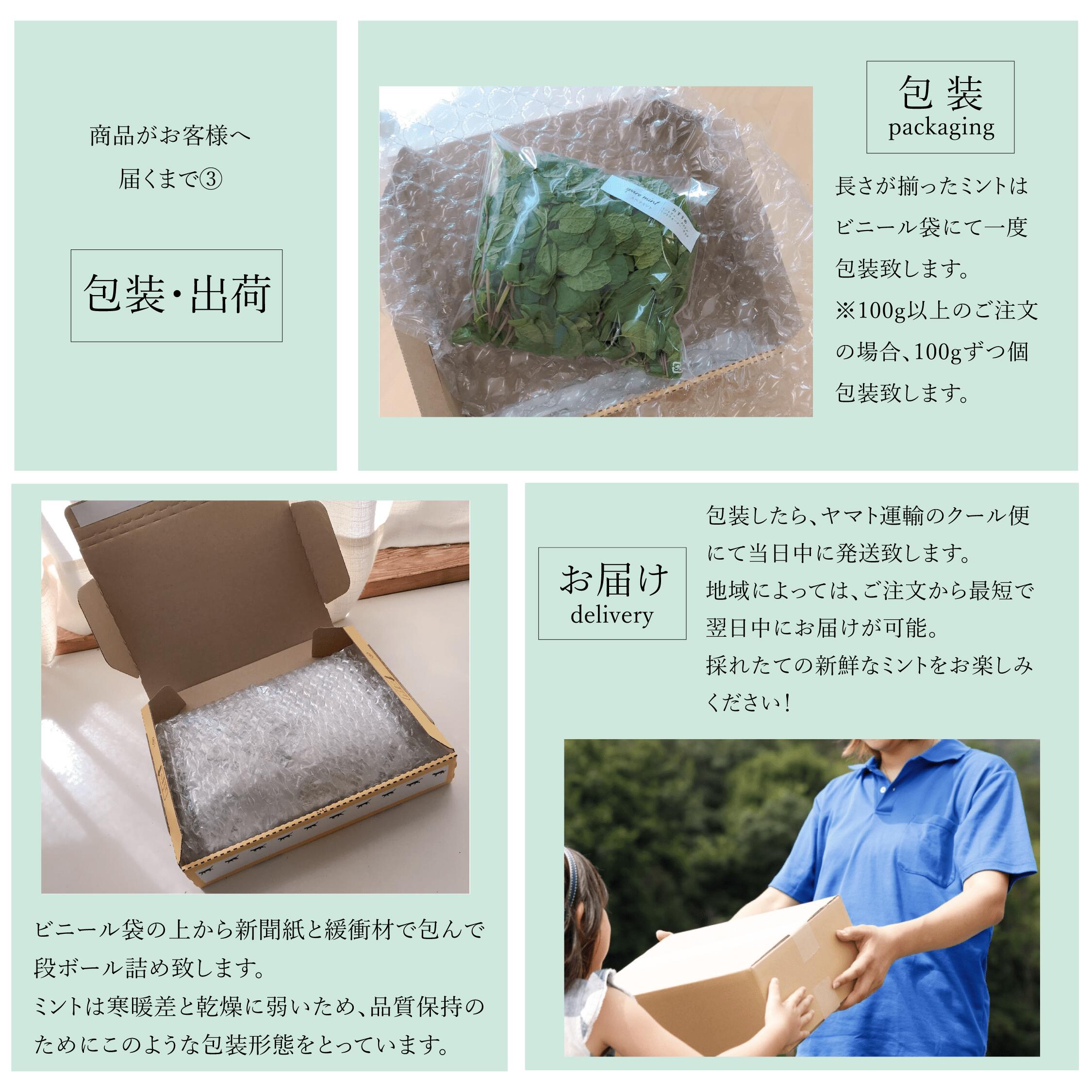 【モヒートミント】200g◆完全無農薬国産モヒート専用モヒートイエルバブエナミント生ミント無農薬ミントハーブハーブティ食用プレゼント観葉植物栽培料理送料無料ミントティーミントティカクテルフレッシュハーブ水耕栽培