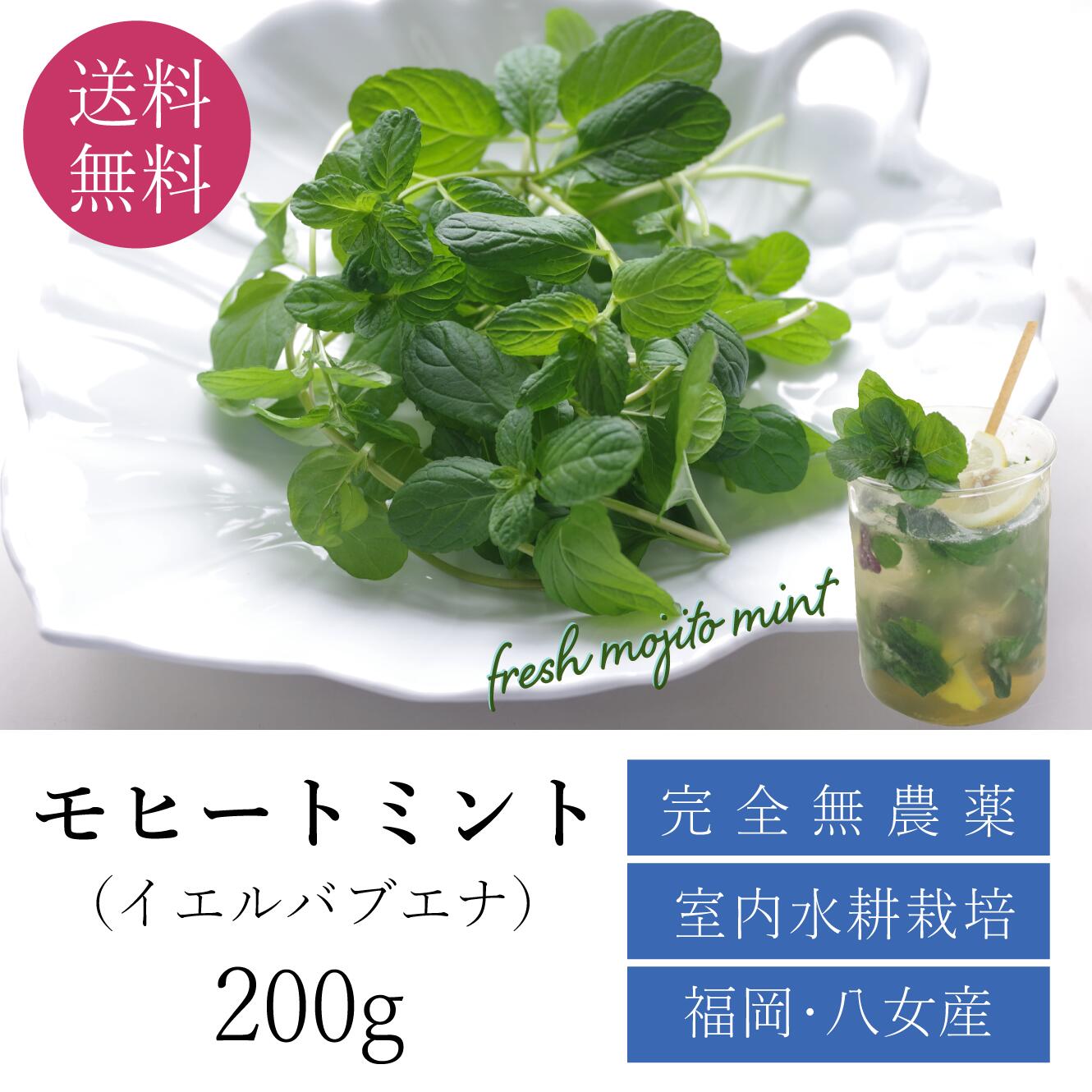 【モヒートミント】200g◆完全無農薬国産高品質モヒート専用モヒートイエルバブエナミント生ミント無農薬ミントハーブハーブティ食用プレゼント観葉植物栽培料理送料無料ミントティーミントティカクテルフレッシュハーブ水耕栽培