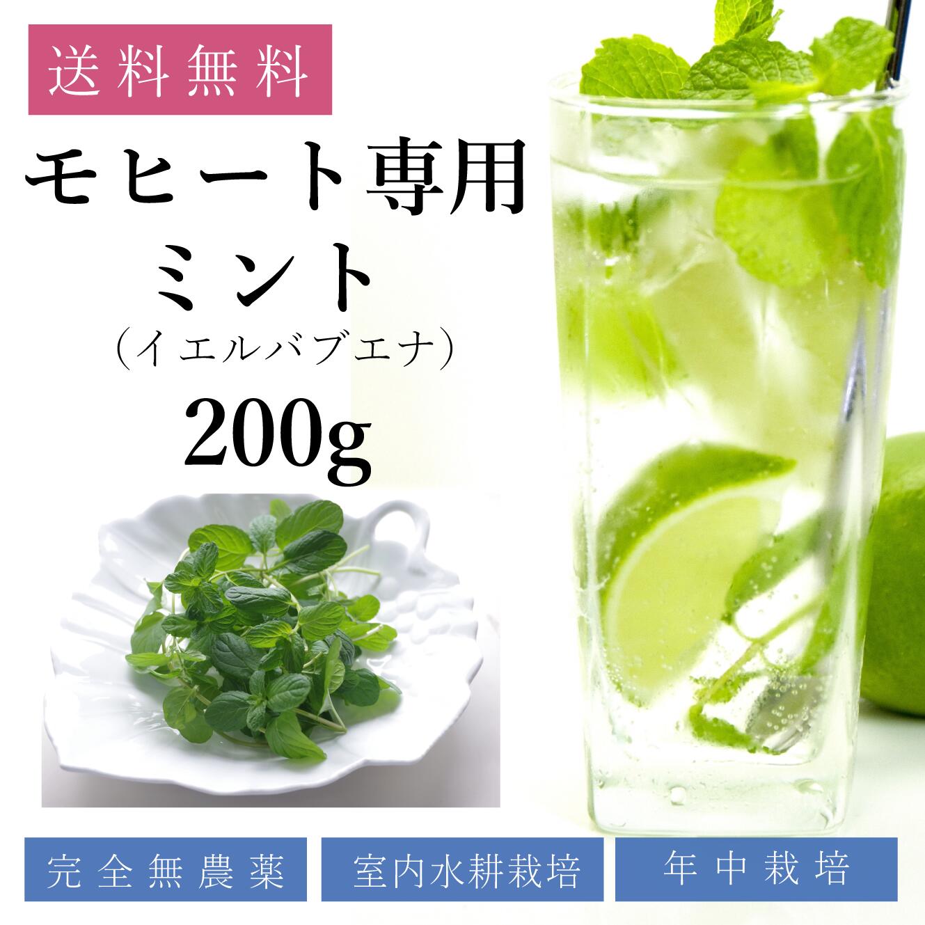 モヒートミント(イエルバブエナ)50g食用水耕栽培無農薬ハーブティ料理モヒート専用mojito