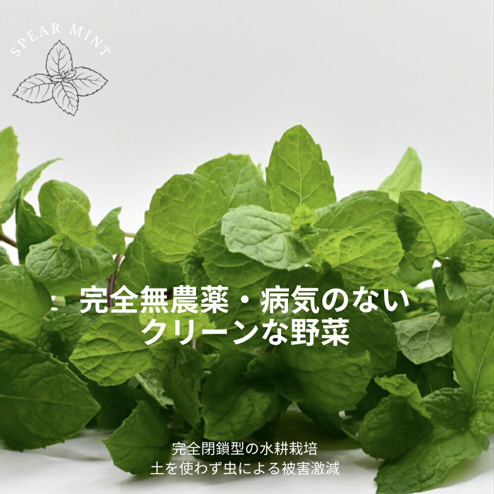 送料無料◆完全無農薬モヒートミント200gパック◆無農薬ハーブティ母の日プレゼント観葉植物野菜ハーブ栽培料理ギフト無農薬ミントモヒート春送料無料ミントティーミントティカクテルフレッシュハーブ水耕栽培ラベンダーバジルローズマリー