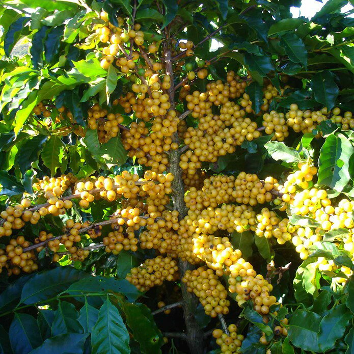 スペシャルティコーヒー 生豆 30kg正袋 ブラジル グアリロバ農園 イエローカトゥカイ ナチュラル ( Brazil Guariroba Yellow Catucai Natural 30kg正袋 ) 高品質コーヒー 生豆　高級珈琲　未焙煎　麻袋　オープン記念キャンペーン　送料無料 ポイント10倍