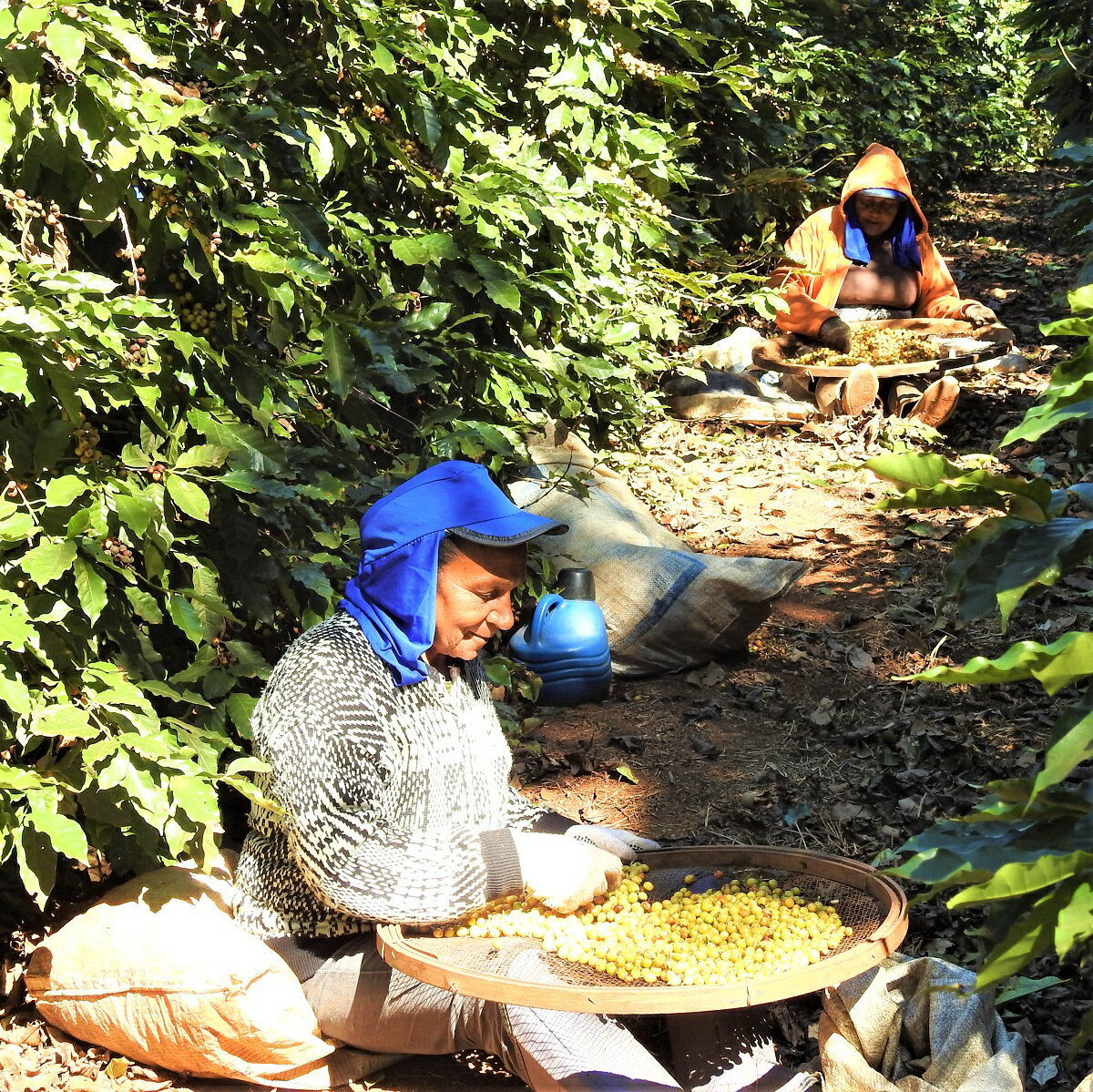 スペシャルティコーヒー 生豆 30kg正袋 ブラジル グアリロバ農園 イエローカトゥカイ ナチュラル ( Brazil Guariroba Yellow Catucai Natural 30kg正袋 ) 高品質コーヒー 生豆　高級珈琲　未焙煎　麻袋　オープン記念キャンペーン　送料無料 ポイント10倍