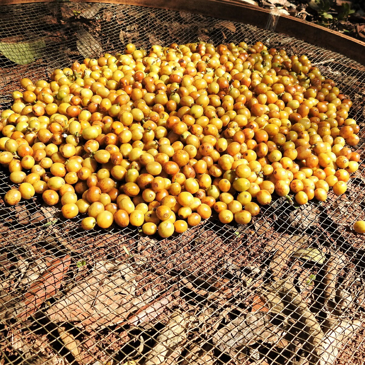 スペシャルティコーヒー 生豆 30kg正袋 ブラジル グアリロバ農園 イエローカトゥカイ　レッドハニー ( Brazil Guariroba Yellow Catucai Red Honey 30kg正袋 ) 高品質コーヒー 生豆　高級珈琲　未焙煎　麻袋　オープン記念キャンペーン　送料無料 ポイント10倍