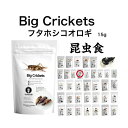 〈ポイント5倍〉昆虫食 フタホシコオロギ 15g 食べる虫 虫 昆虫 むし バグズファーム Black Crickets パーティーグッズ 非常食 送料無料