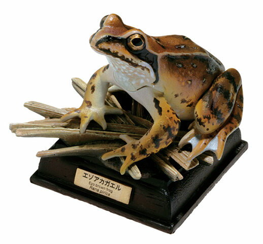 ネイチャーテクニカラー 日本のカエル 特装版 エゾアカガエル