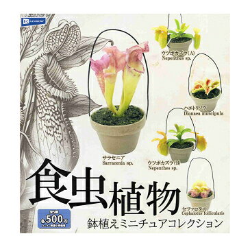 食虫植物 鉢植え ミニチュアコレクション 全5種セット コンプ コンプリートセットのサムネイル