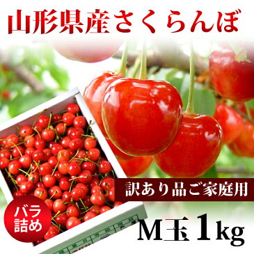 送料無料　山形県産　訳ありさくらんぼ(М玉/約1kg)6月下旬頃より発送開始/同梱不可/配達日指定不可/佐藤錦/紅秀峰など/品種おまかせ/産地直送/さくらんぼ/サクランボ/露地