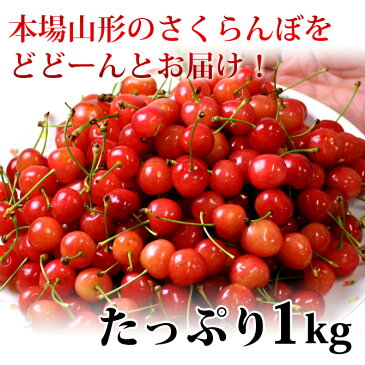 送料無料 山形県産 訳ありさくらんぼ(L玉/約1kg) 6月下旬頃より発送開始/同梱不可/配達日指定不可/佐藤錦/ 紅秀峰など/品種おまかせ/産地直送/さくらんぼ/サクランボ/露地栽培