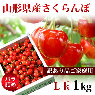 送料無料 山形県産 訳ありさくらんぼ(L玉/約1kg) 6月下旬頃より発送開始/同梱不可/配達日指定不可/佐藤錦/ 紅秀峰など/品種おまかせ/産地直送/さくらんぼ/サクランボ/露地栽培