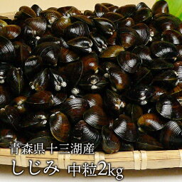 送料無料　青森県十三湖　活しじみ中粒 2kg（ヤマトシジミ）砂抜き未　国産