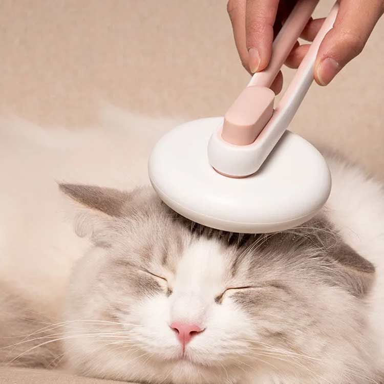 �֥饷 �ڥåȥ֥饷 �� ǭ ������ �֥饷 ���ץå��� ���� �ԥ�֥饷 �ڥåȤΥ֥饷 �ݤ��� Ĺ�� û�� �ڥå����� �������� �Ӥ������ �������� �ڥå����� ȴ�����к�