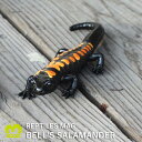 REPTILES MAG 「ベルサラマンダー」 リアルな生きもの造形マグネット リアルオブジェ クリップホルダー BELL 039 S SALAMANDER トカゲ 爬虫類 レプタイルズマグ フィギュア fall1