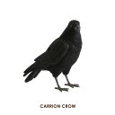 PET BANK 「ペットバンク ジャングルクロウ／キャリオンクロウ」 JUNGLE CROW/CARRION CROW カラス 烏 からす ハシボソガラス アニマル コインバンク オブジェ リアルな動物の貯金箱 フィギュア インテリア 鳥 バード 置物 プレゼント ギフト 贈り物