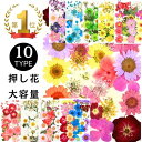 押し花 ドライフラワー レジン アクセサリー 花材 封入 パーツ ネイル 押し花キット iphoneケース スタイルステッカー 押花 ギフト 押し花乾燥シート ...