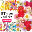 押し花 ドライフラワー レジン アクセサリー 封入 パーツ 花材 ネイル 押し花キット iphoneケース 押花 ギフト 乾燥シート 花材 スワッグ レジン フレーム 髪飾り ブーケ リースクリスマス ラッピング 飾り