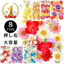 押し花 ドライフラワー ネイル レジン 封入 パーツ押し花キット iphoneケース スタイルステッカー 押花 ギフト 押し花乾燥シート 花材 スワッグ レジン...