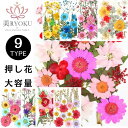 押し花 ドライフラワー レジン アクセサリー 封入 パーツ 花材 ネイル 押し花キット iphoneケース スタイルステッカー 押花 ギフト 押し花乾燥シート ...