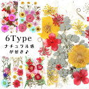 ＼10％OFFクーポン有／押し花 ドライフラワー ネイル レジン 押し花キット iphoneケース スタイルステッカー 押花 ギフト 押し花乾燥シート 花材 スワッグ レジン フレーム 髪飾り ブーケ リース 花束 【RSL】*