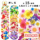 押し花 ドライフラワー ネイル レジン 封入 パーツ ネイル 押し花キット iphoneケース スタイルステッカー 押花 ギフト 押し花乾燥シート 花材 スワッ...