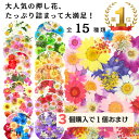 【3点購入で+1おまけ】押し花 ドライフラワー ネイル レジン 封入 パーツ ネイル 押し花キット iphoneケース スタイルステッカー 押花 ギフト 押し花乾燥シート 花材 スワッグ レジン フレーム 髪飾り ブーケ リース 花束 20