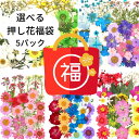 【在庫処分5～20％OFFクーポン】押し花 ドライフラワー レジン アクセサリー 花材 ネイル 押し花キット iphoneケース…