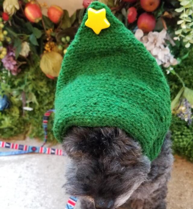 オンリーワン 手編みニット帽　クリスマスツリー ( 犬用 猫用 トイプードル シーズー ダックスフント チワワ ヨークシャテリア プレゼント クリスマス )