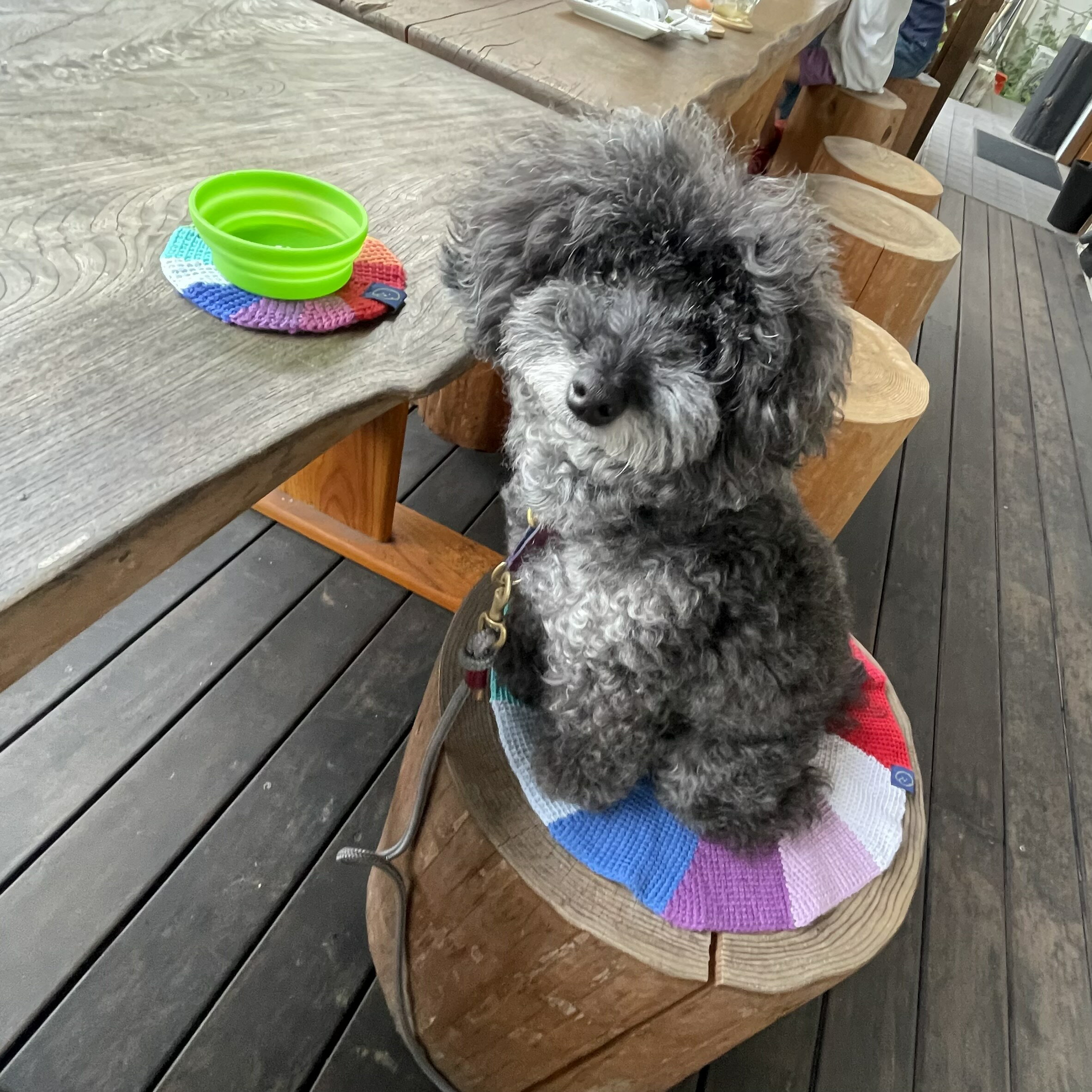 ����꡼��� �ڥåȥޥå� �饦��ɥޥå� �쥤��ܡ� ���åȥ�100�� ���Ф����ޥå� �� ǭ