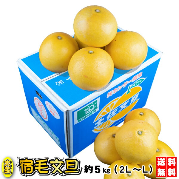 大玉　土佐文旦　JA光センサー選果 大玉　宿毛文旦⇒約5kg　送料無料で甘〜い、ぶんたん宿毛文旦(すくもぶんたん)（2L〜L）高知宿毛産　土佐文旦のサムネイル