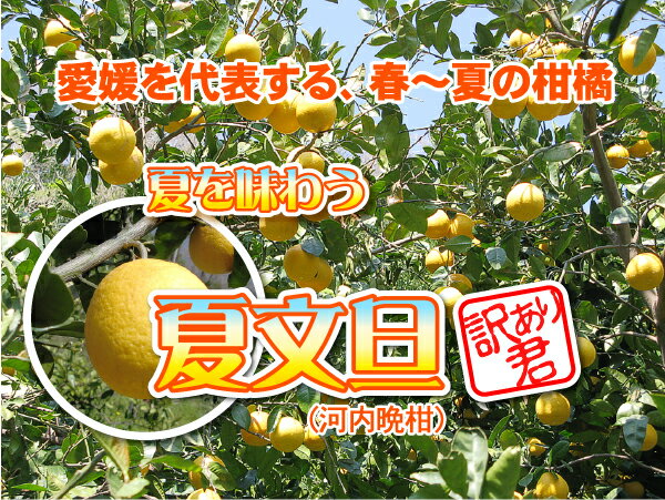 ★たっぷり大箱10kg⇒クーポンで2,272円夏文旦(訳あり君)個数限定で⇒あり得ない最安値挑戦■大箱10kg⇒送料無料!限定サービス価格!夏文旦(河内晩柑)訳あり君・えひめ産