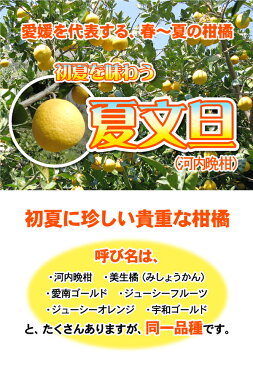 ★本日　20%OFFクーポン付！夏文旦・河内晩柑　TVで話題の食べる天然ジュース！夏文旦（河内晩柑）必見2注文以上で送料無料・増量サービス付愛媛産（訳あり・ご家庭用）愛媛みかん