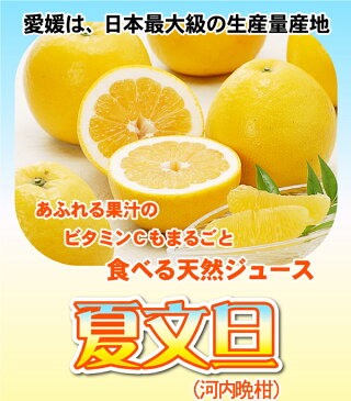 ★本日　20%OFFクーポン付！夏文旦・河内晩柑　TVで話題の食べる天然ジュース！夏文旦（河内晩柑）必見2注文以上で送料無料・増量サービス付愛媛産（訳あり・ご家庭用）愛媛みかん