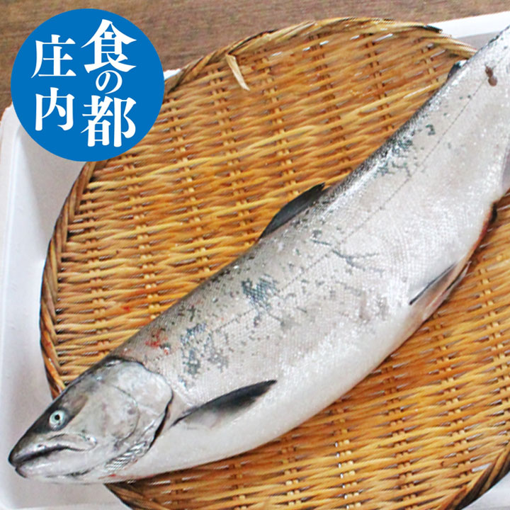 【サクラマス】1.5kgから2kg40から50cm 3月上旬より順次発送【本マス】【本鱒】【鮮魚】 直送 ギフト 山形県庄内浜産 桜マス 食の都庄内