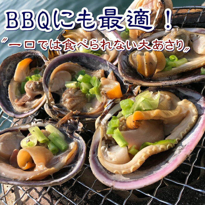焼いてもフライでも美味しい 大アサリ１ｋｇ 活大アサリ 大あさり 速くおよび自由な 天然 特大サイズ １ｋｇ
