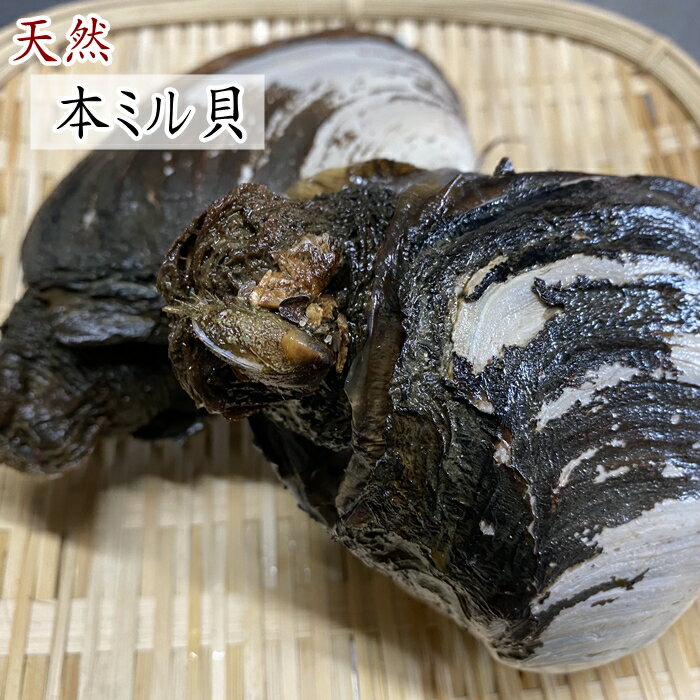 天然　活き本ミル貝1kg　みる貝　本ミル貝　ミル貝【愛知県三河湾産】