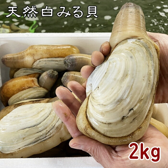 ミル貝の検索結果 Dejapan 手数料０円で日本の商品を購買代行 落札代行