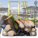 【10%OFFクーポン配布中】貝 ミル貝 みる貝 お刺身 天然 活みる貝 サイズ・量をお選びください。（愛知県三河湾産） 2