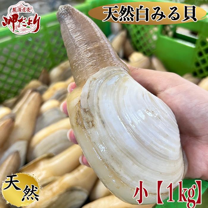 【10%OFFクーポン配布中】ミル貝　みる貝　お刺身　天然　活みる貝　小1kg（送料無料）（愛知県三 ...