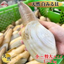 活白ミル貝 国産 約1kg 1個約400〜500g 中華炒め 天ぷら 内臓と足の煮つけ 干もの