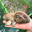 天然 はまぐり 蛤 ハマグリ 国産はまぐり 特大サイズ 大サイズ 中サイズ 1kg 愛知県産 3