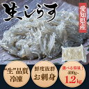 産地直送 生しらす 400g~1.2kg しらす ちりめん お刺身 愛知県産 シラス 生シラス お歳暮 ギフト
