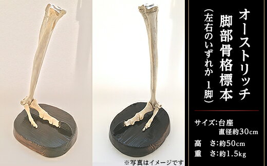 稀少！！【オーストリッチ脚部骨格標本】