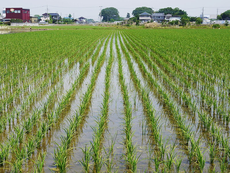 青木煎餅謹製 揚げおかき ギフトパッケージ 8本入り [あおのり味]